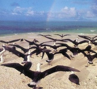 Laysan Albatrosses