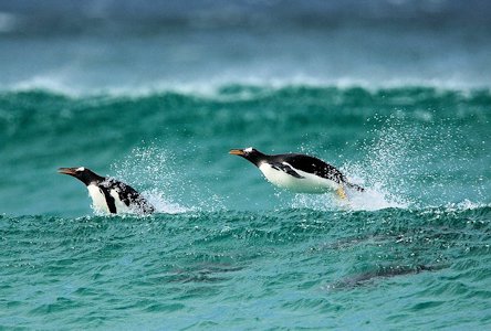 Gentoo Penguins