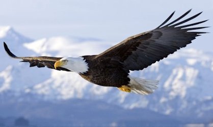 golden eagle in flight. Golden Eagle