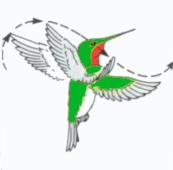 Bird Hovering Flight Diagram