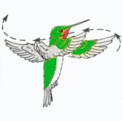 Bird Hovering Flight Diagram