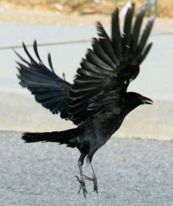 Common Raven