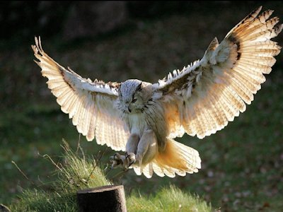 Great Horned Owl