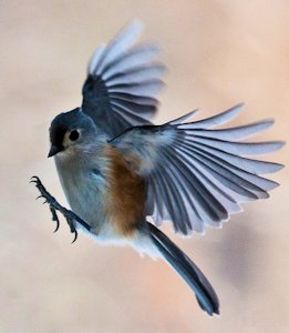 Tufted Titmouse