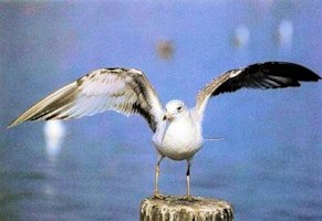 Ring-billed Gull