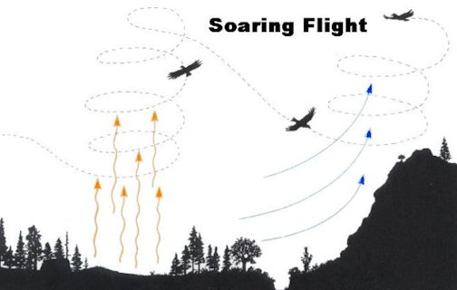 Soaring Flight Diagram