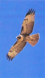  Tailed Hawk Flying on Red Tailed Hawk