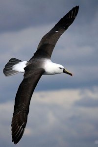 Laysan Albatross