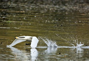 Tundra Swans