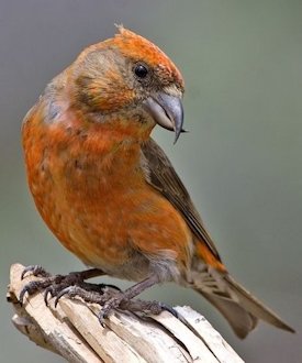 Red Crossbill