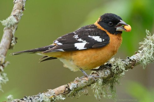 Black Headed Grosbeak