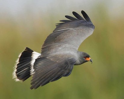 Snail Kite