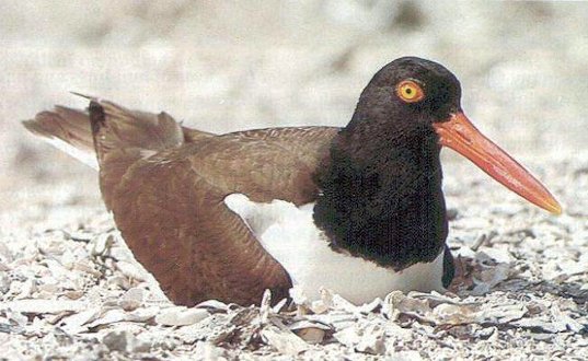 American Oystercatcher