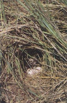 Western Meadowlark Habitat