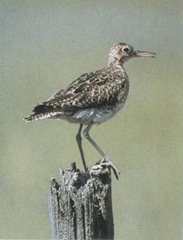 Upland Sandpiper Habitat