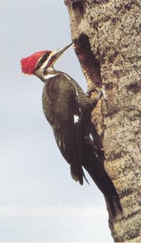 Pileated Woodpecker Habitat