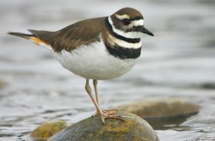 Killdeer