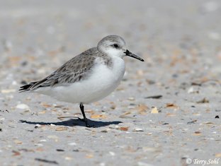 Sanderling