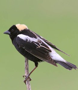 Bobolink