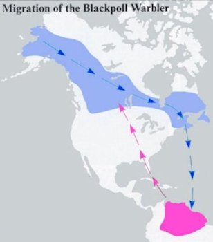 Migration Paths of the Blackpoll Warbler