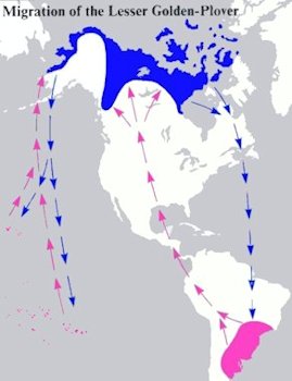 Lesser Golden-Plover