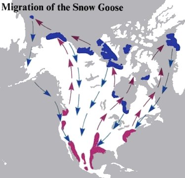Snow Geese Migration Map Migration Routes Of The Snow Geese