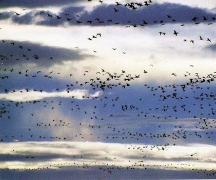 Migrating Geese