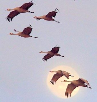 Sandhill Cranes