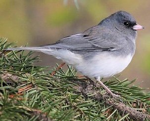 Dark-eyed Junco