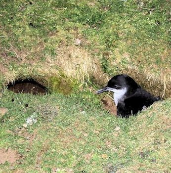 Manx Shearwater