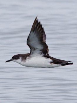 Manx Shearwater