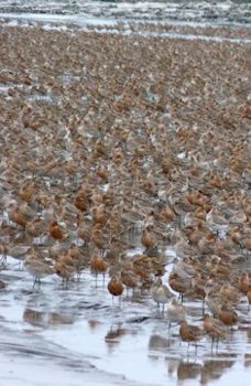 Bar-tailed Godwits