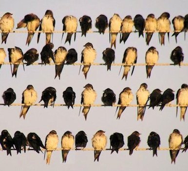 Tree and Barn Swallows