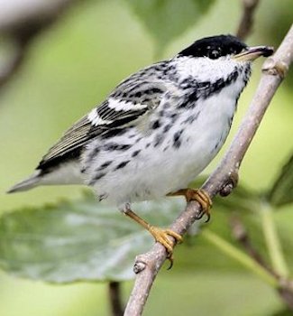 Blackpoll Warbler