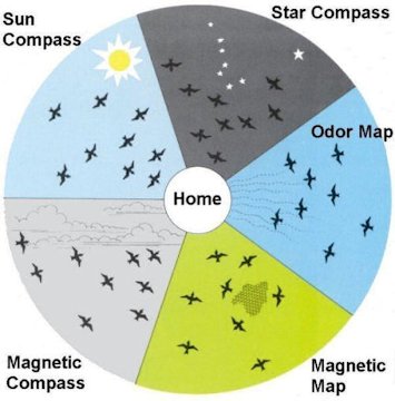 Bird Navigational Techniques