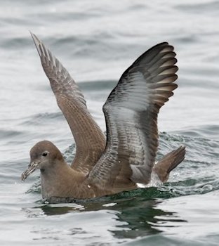 Sooty Shearwater