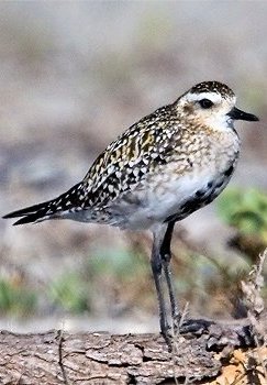 Lesser Golden-Plover