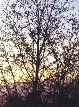 European Starlings