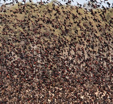 Red-winged-Blackbirds