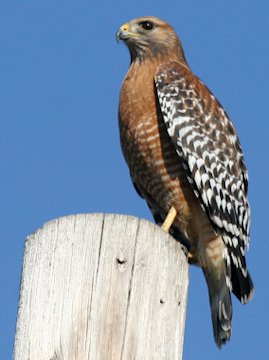 Red-shouldered Hawk