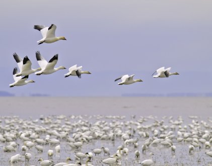 Snow Geese