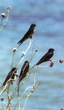 Barn Swallows