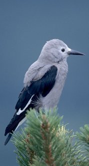 Clark's Nutcracker