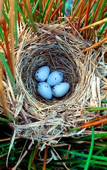 Birds Nest on Nest Building By Birds