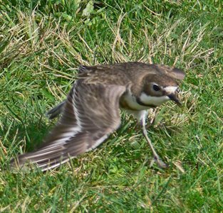 Banded Dotteral