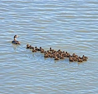 Duck and Brood