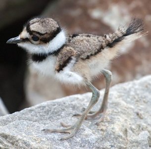 Killdeer Chick 