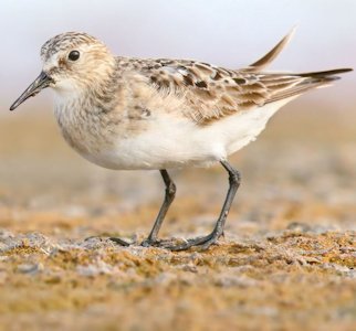 Baird's Sandpiper 