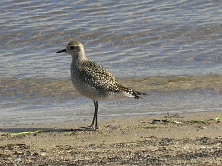 Lesser-Golden Plover 