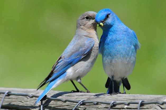 Mountain Bluebird 